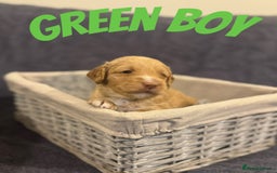 Mixed Breed dogs for sale: 👑 Superb Rare Health Tested Cockadoodledoo Pups - Image 20