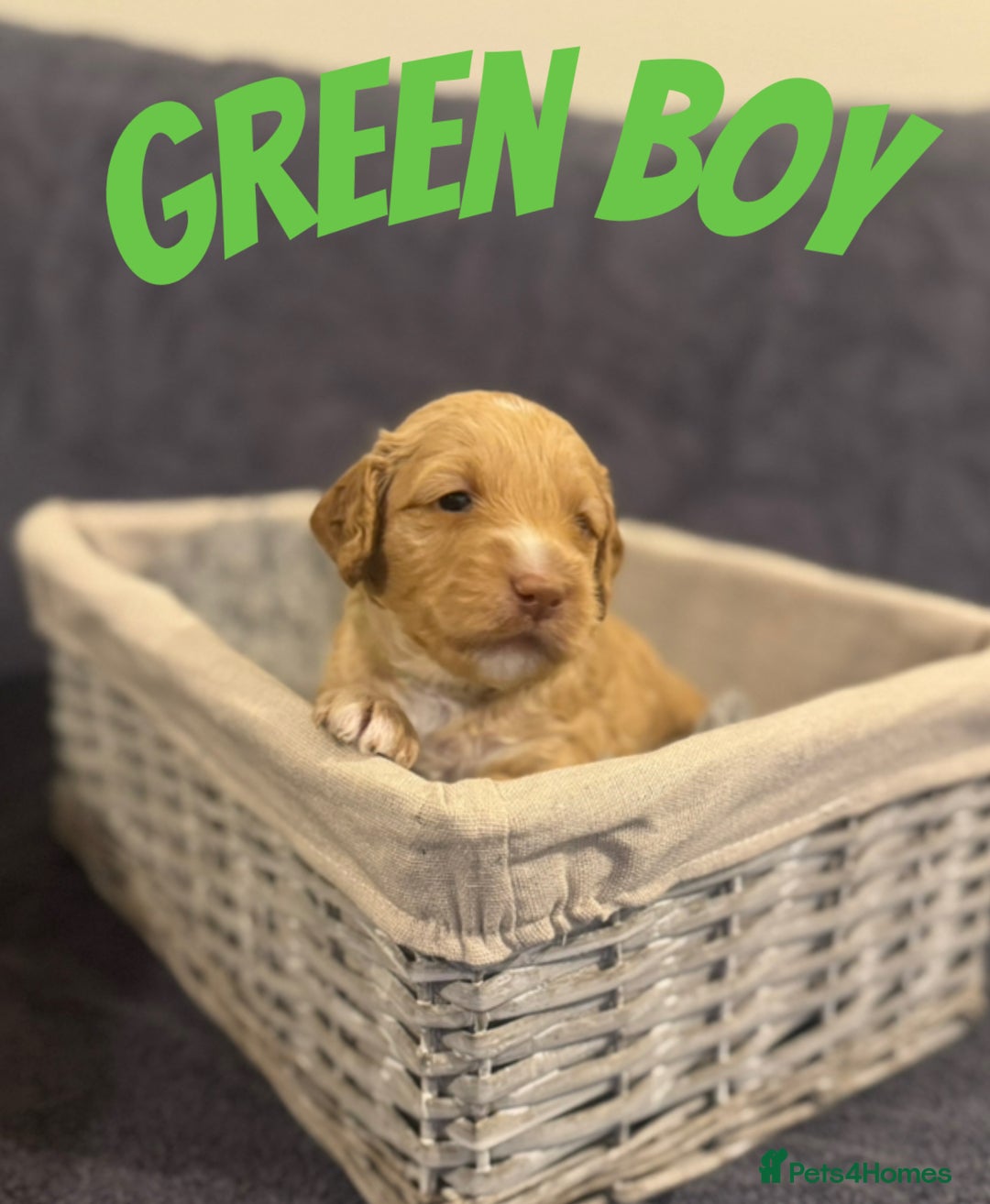 Mixed Breed dogs for sale: 👑 Superb Rare Health Tested Cockadoodledoo Pups - Image 20