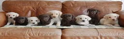 Labrador Retriever dogs for sale: Stunning Health Tested Labrador Puppies - Advert 4