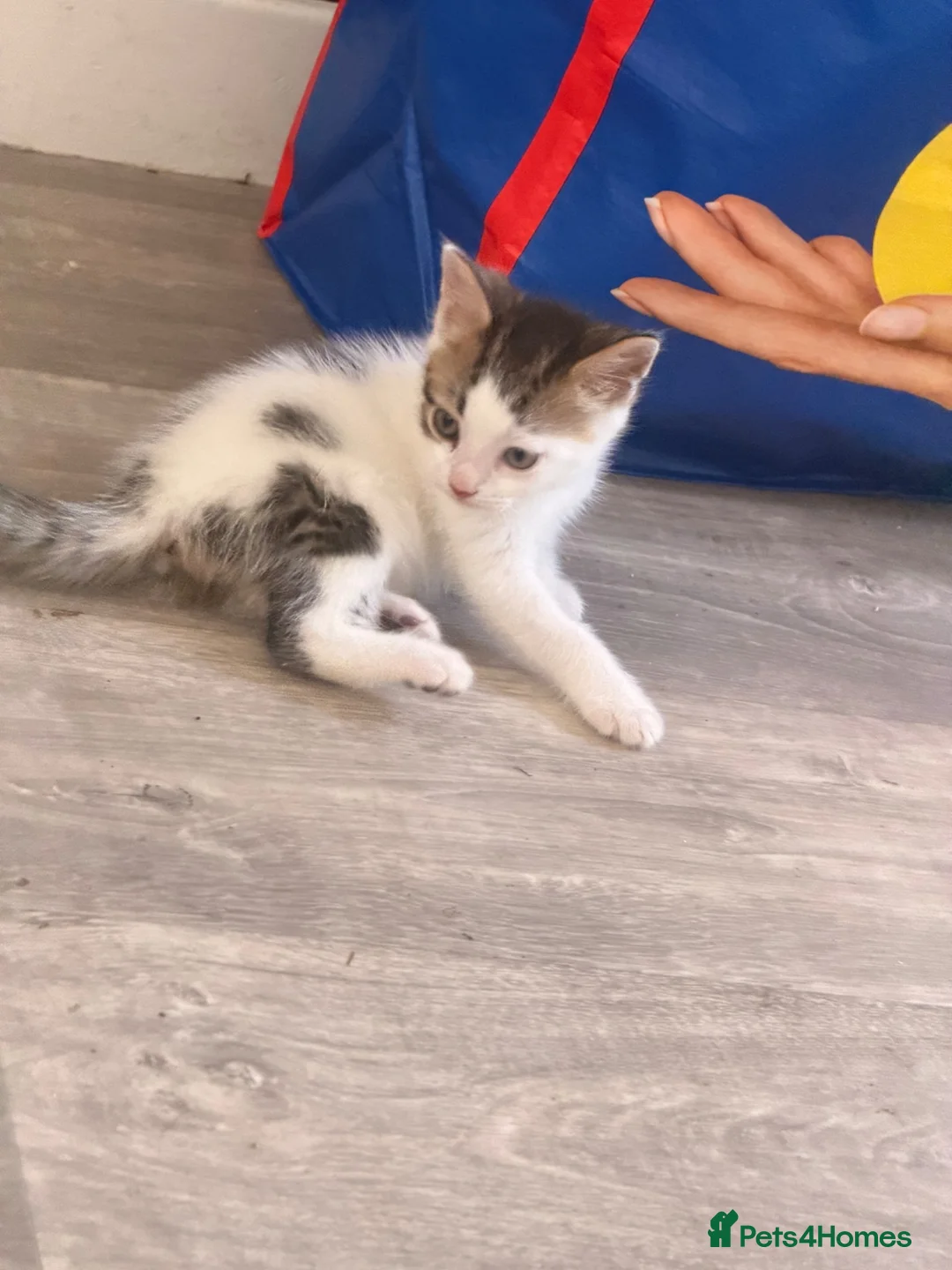 Bengal cats for sale: Bengal cross kittens  - Advert 12