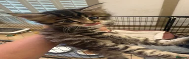 Maine Coon 2