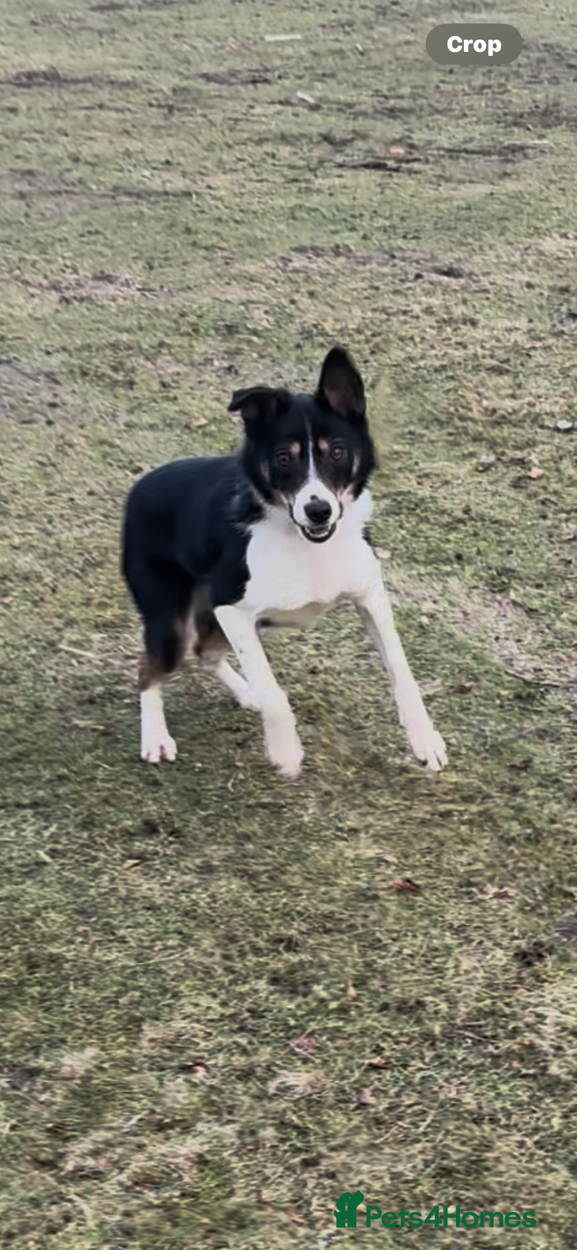 Smooth Collie dogs Smooth border collie  - Advert 2