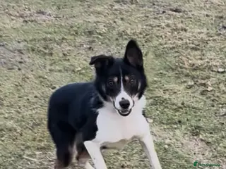 Smooth Collie dogs Smooth border collie - Advert 16