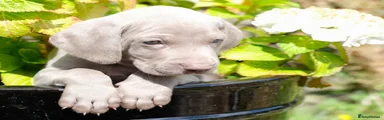 Luchie