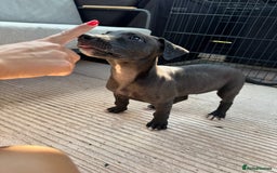 Lurcher dogs for sale: Bull cross puppies  - Image 3