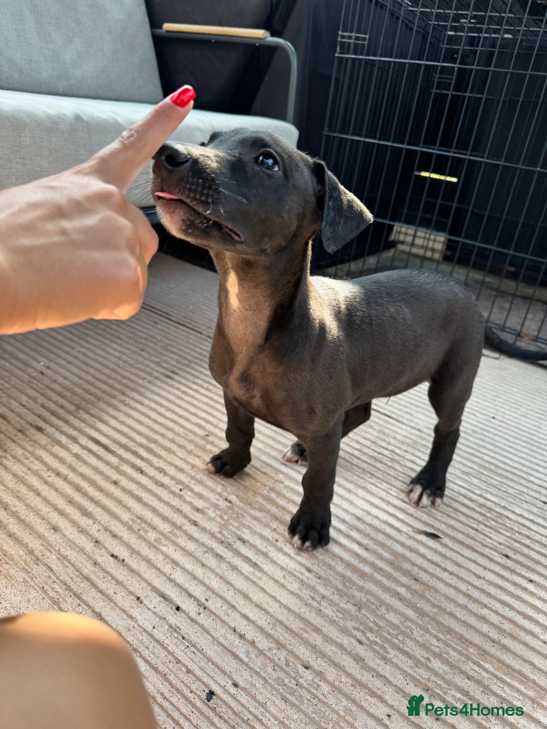 Lurcher dogs for sale: Bull cross puppies  - Image 3