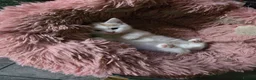 Mixed Breed cats for sale: Kittens looking for new home in Leigh - Advert 18
