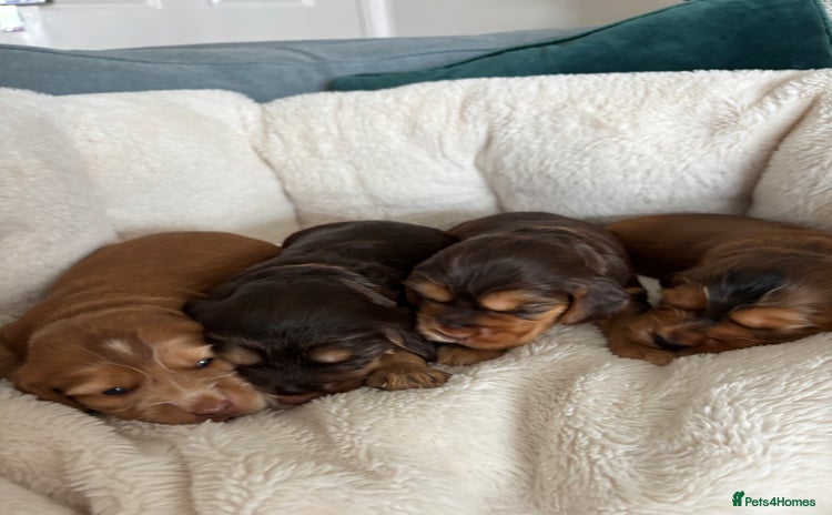 Cocker Spaniel dogs - Advert 1