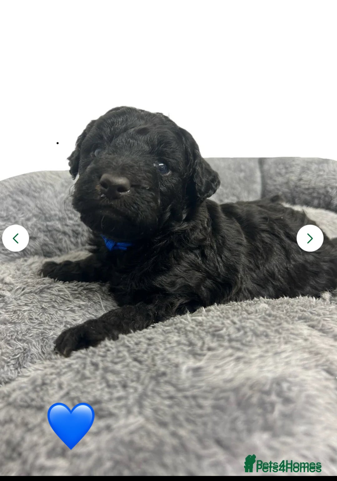 Cavapoo dogs for sale: 1 girl left 💕 f1b cavapoos ready now 🏡 - Image 33