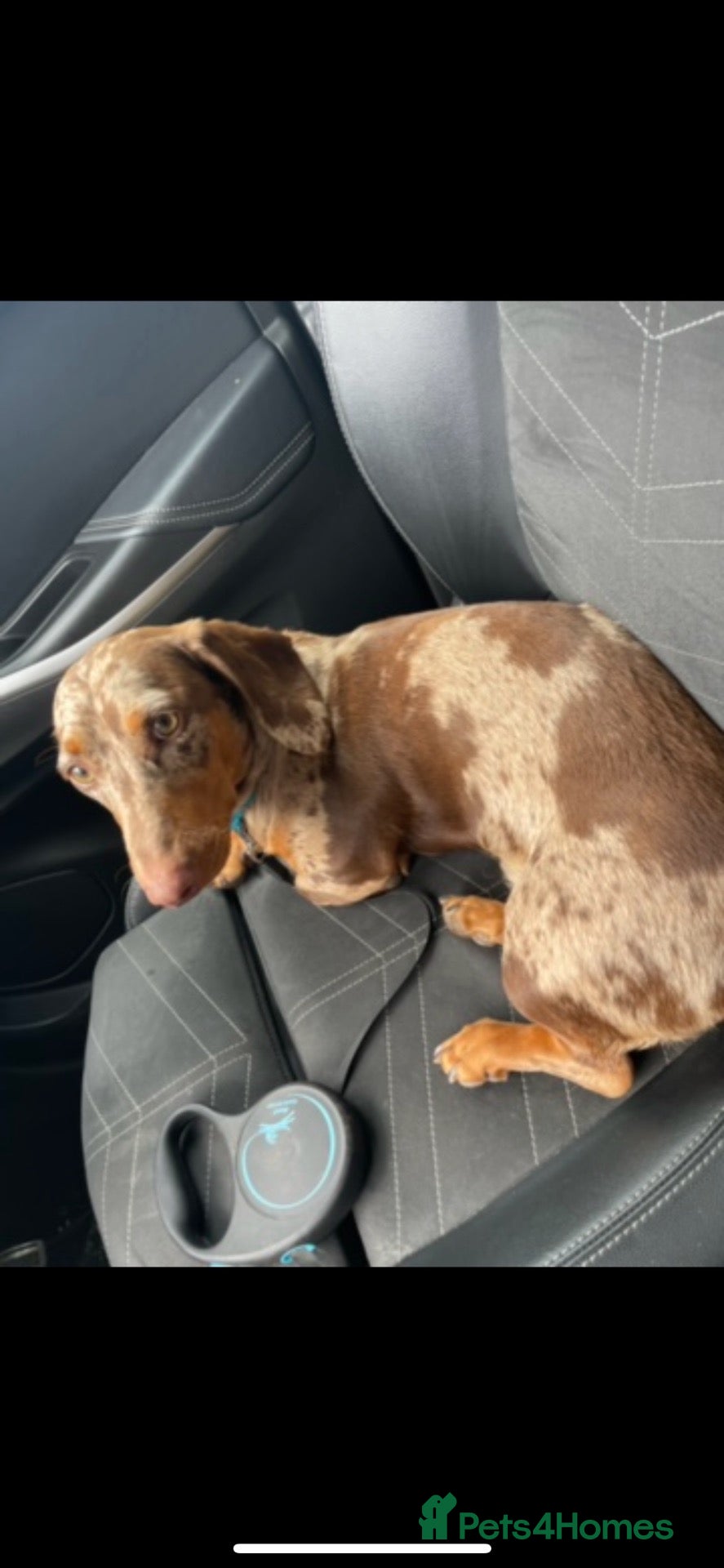 Dachshund dogs REHOME LOVELY BOY DACHSHUND  - Advert 2