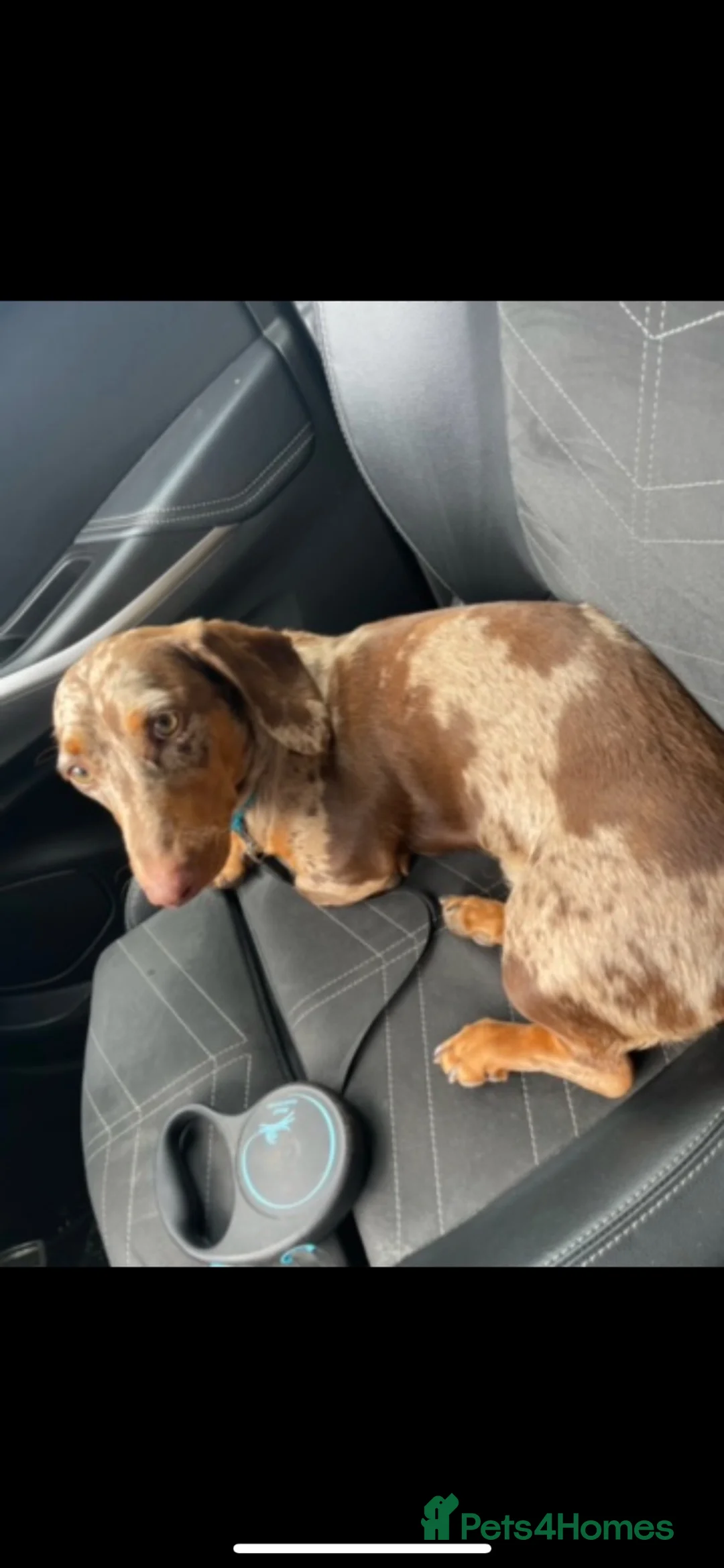 Dachshund dogs for sale: REHOME LOVELY BOY DACHSHUND  - Advert 1