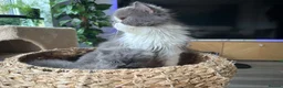 Persian cats for sale: GCCF Active Registered Persian - Advert 6