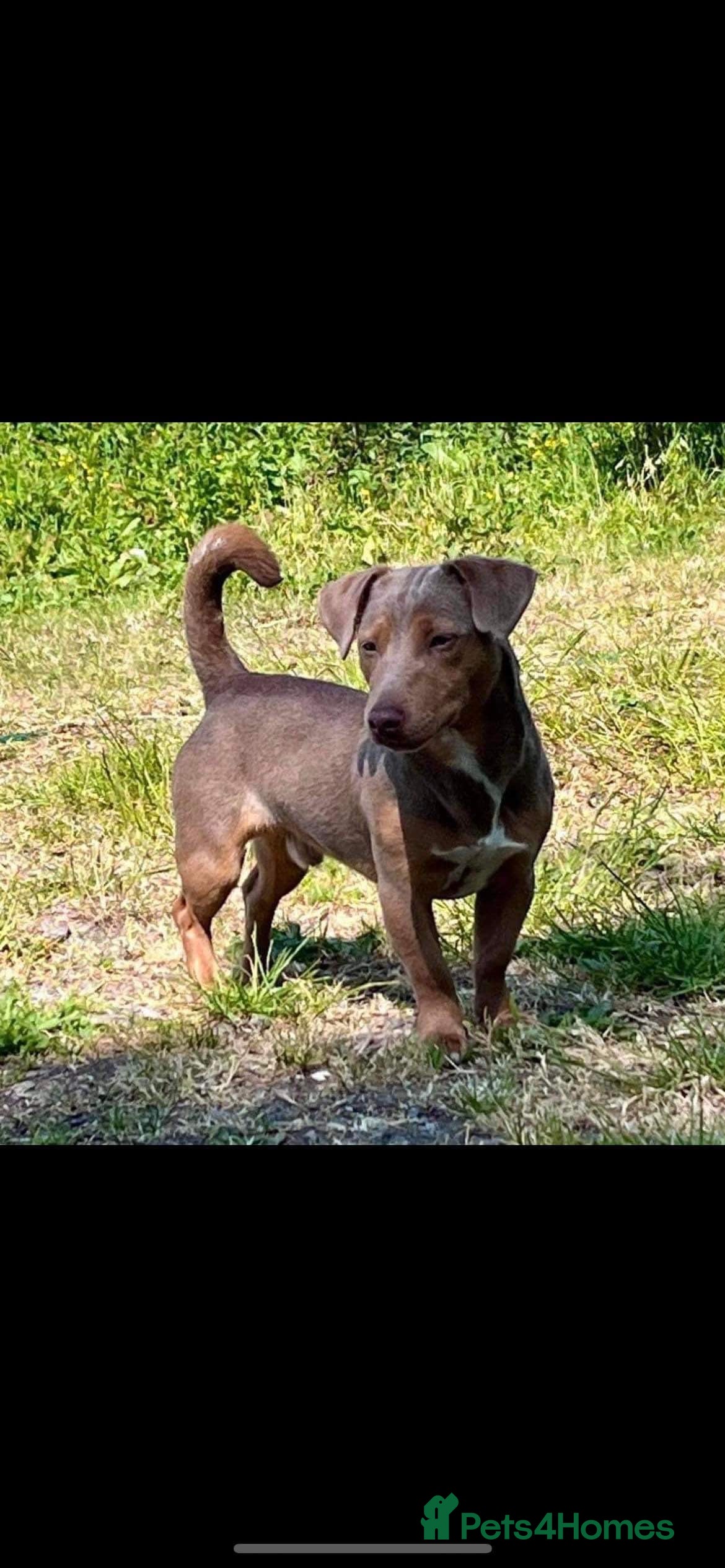 Jack Russell dogs DONJACKS RANGER - imported lilac & tan stud dog in Doncaster - Advert 5