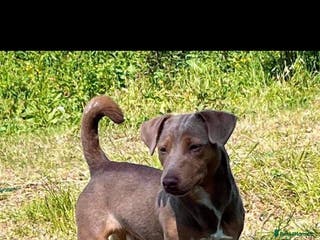 Jack Russell dogs DONJACKS RANGER - imported lilac & tan stud dog in Doncaster - Advert 4