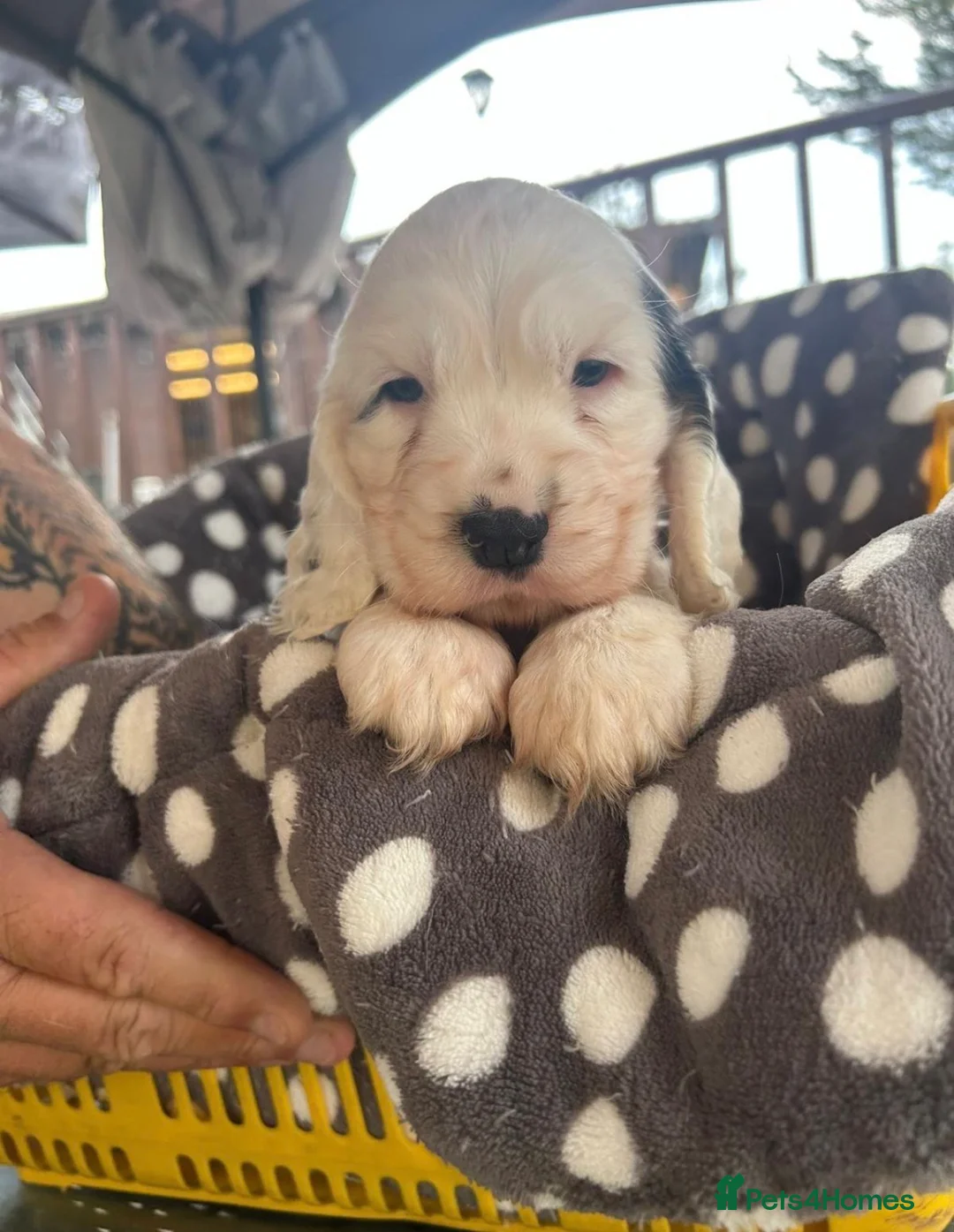 Cocker Spaniel dogs for stud: Blue Roan and Tan Show Cocker Spaniel  - Advert 9