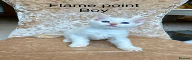 Ragdoll 2