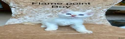 Ragdoll cats for sale: Beautiful ragdoll kittens  - Advert 9
