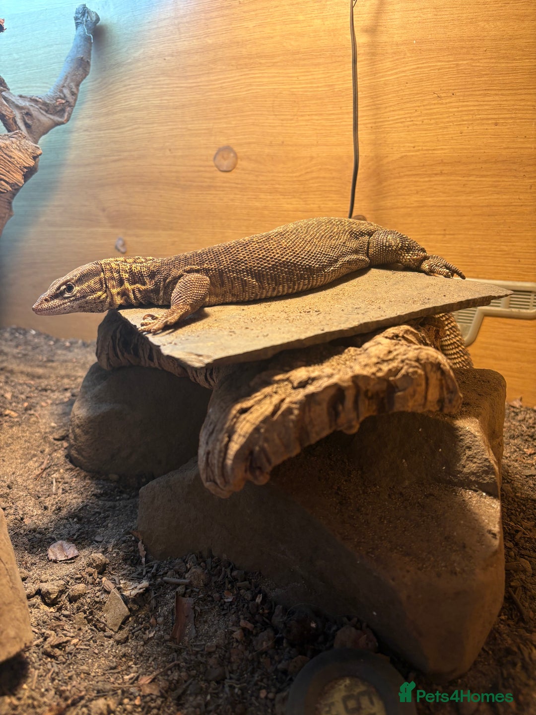 Monitor reptiles for sale: Female ackie monitor lizard - Image 1
