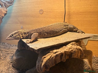 Monitor reptiles - Advert 8