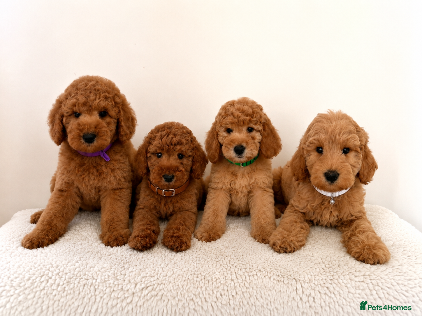 Australian Labradoodle dogs 🐶  Ready for their forever homes 🐶  - Advert 3