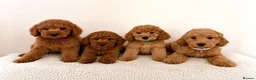 Australian Labradoodle dogs for sale: ‼️ Ready for their forever home ‼️  - Advert 4
