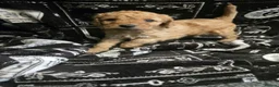 Cavapoo dogs for sale: Gorgeous Cavapoo male  - Advert 3