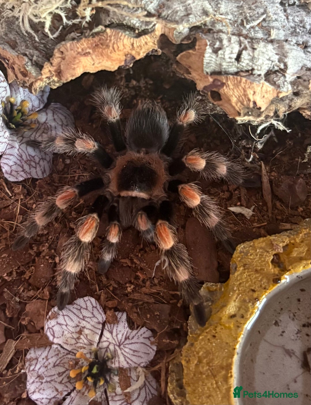 Tarantulas invertebrates for sale: 🕷️ TARANTULA’S FOR SALE 🕷️ - Advert 4