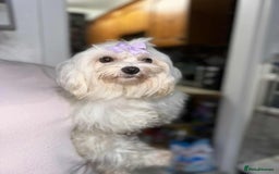 Maltese dogs for sale: Female Maltese  - Image 3