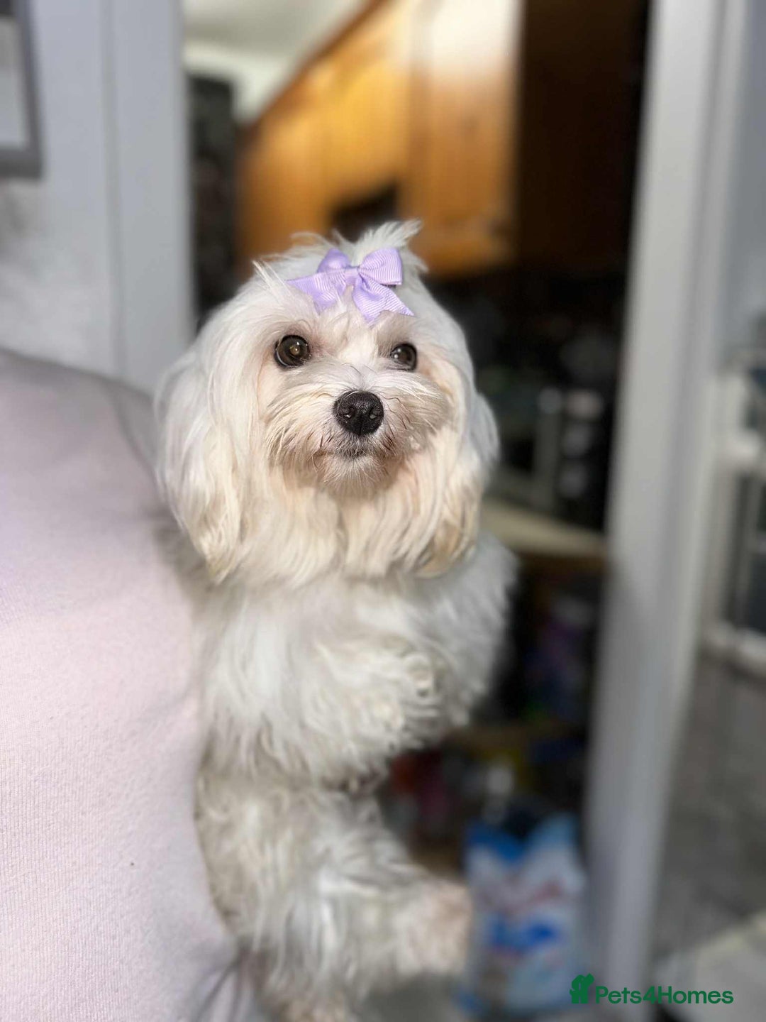 Maltese dogs for sale: Female Maltese  - Image 3