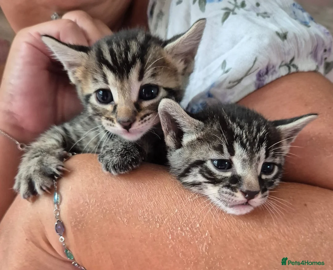 Mixed Breed cats for sale: Bengal x Russian Blue kittens - Advert 2