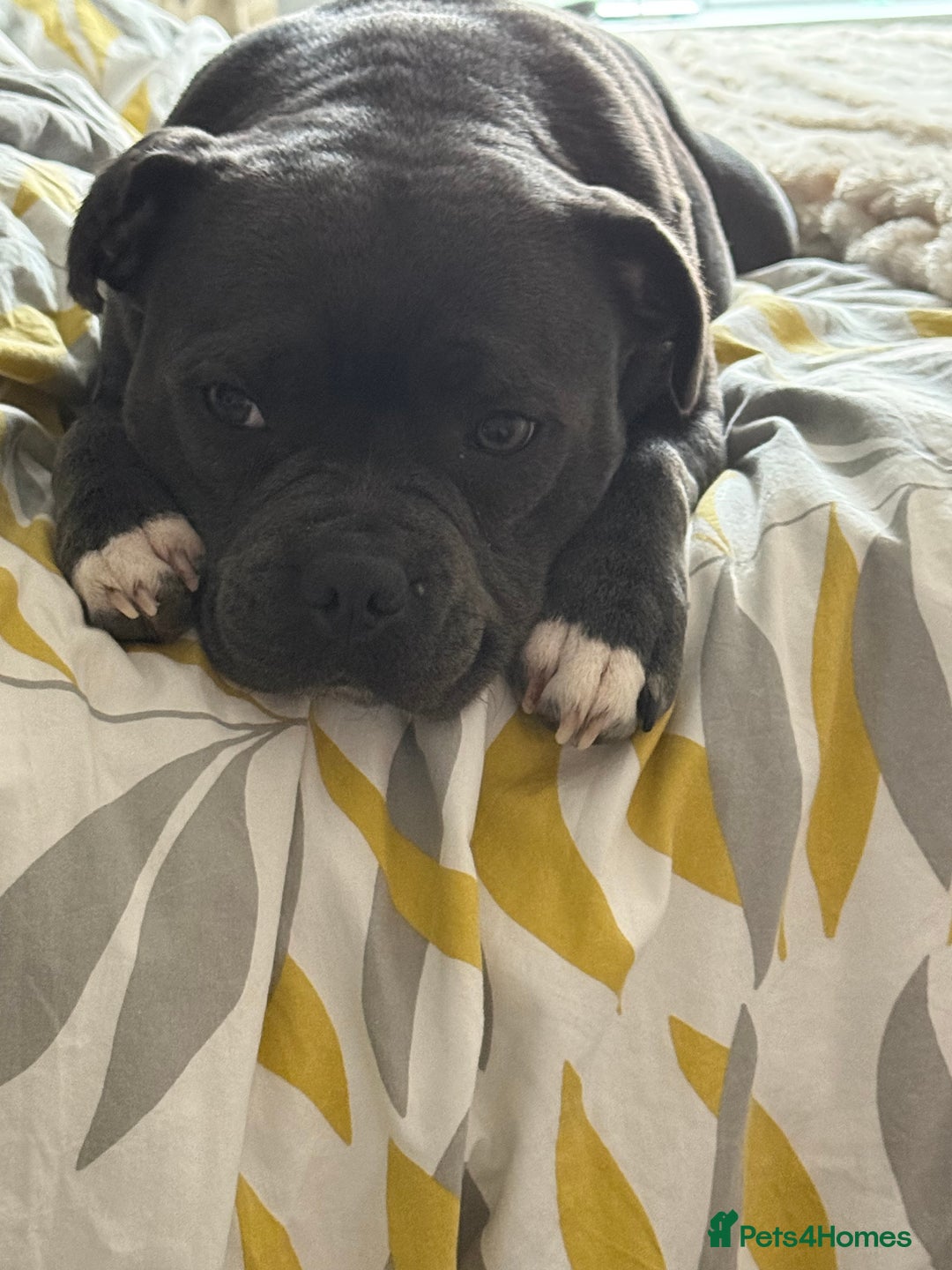 Staffordshire Bull Terrier dogs for sale: Staffordshire bull terrier  - Advert 9