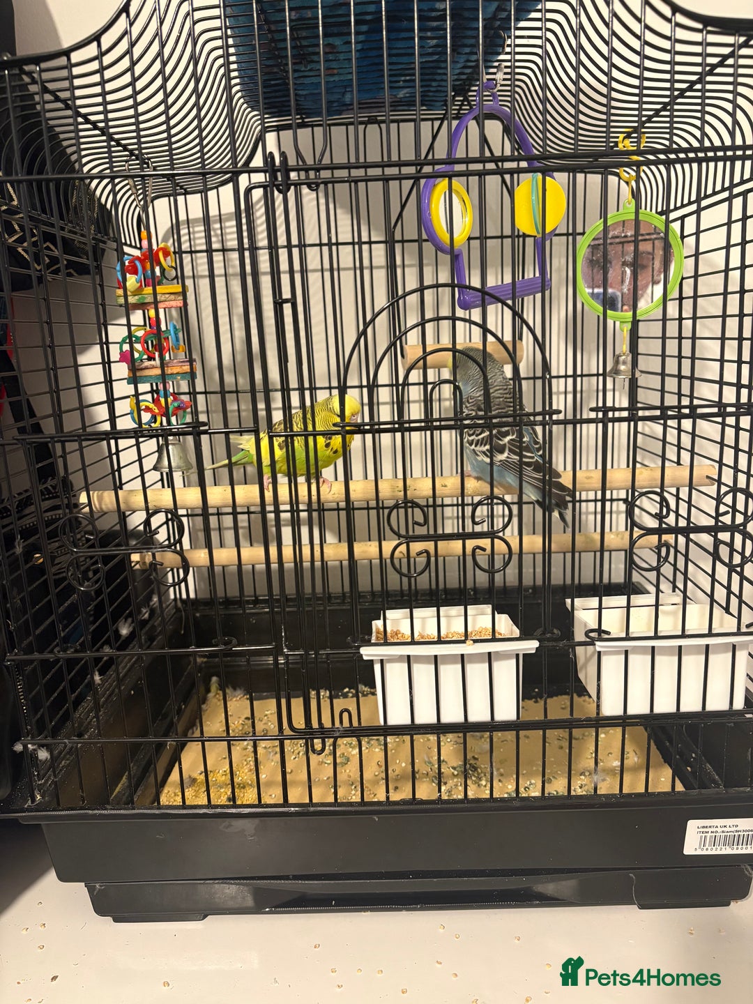 Budgerigars birds for sale: 2 male budgies - Advert 1