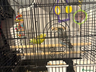 Budgerigars birds 2 male budgies - Advert 1