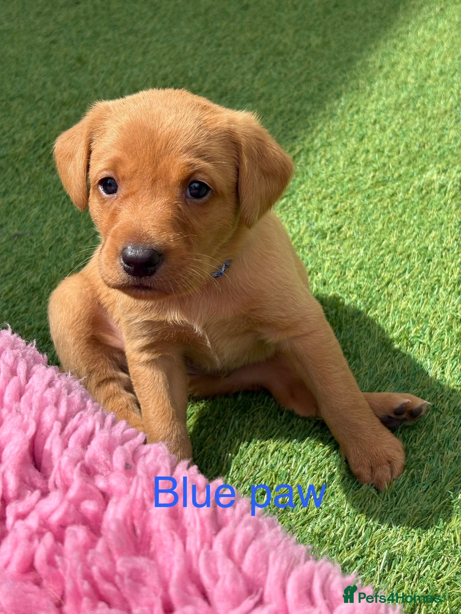 Labrador Retriever dogs Gorgeous dark Fox Red Pedigree Labs - Advert 2