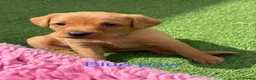 Labrador Retriever dogs for sale: Gorgeous dark Fox Red Pedigree Labs - Advert 2