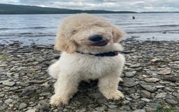 Goldendoodle dogs for stud: Multigenerational Goldendoodle for Stud  - Image 6