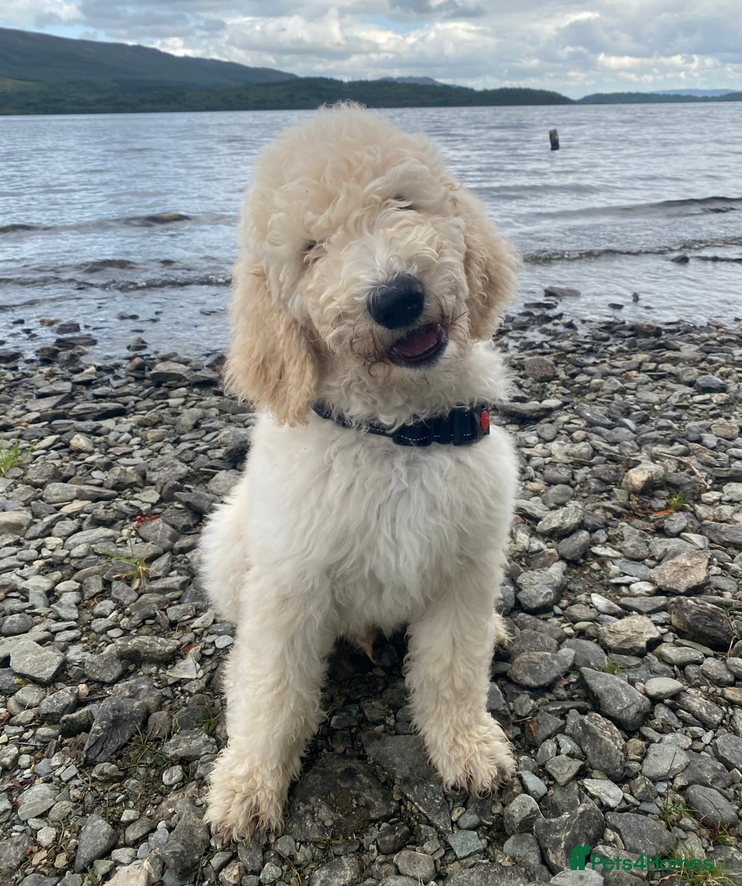 Goldendoodle dogs for stud: Multigenerational Goldendoodle for Stud  - Image 6