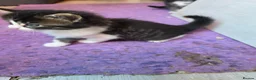 Mixed Breed cats for sale: 5 kittens and adult cat sale. Adult cat £50  in Ipswich - Advert 14