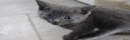Mixed Breed cats for sale: 6 kittens for sale in Stourbridge - Advert 9