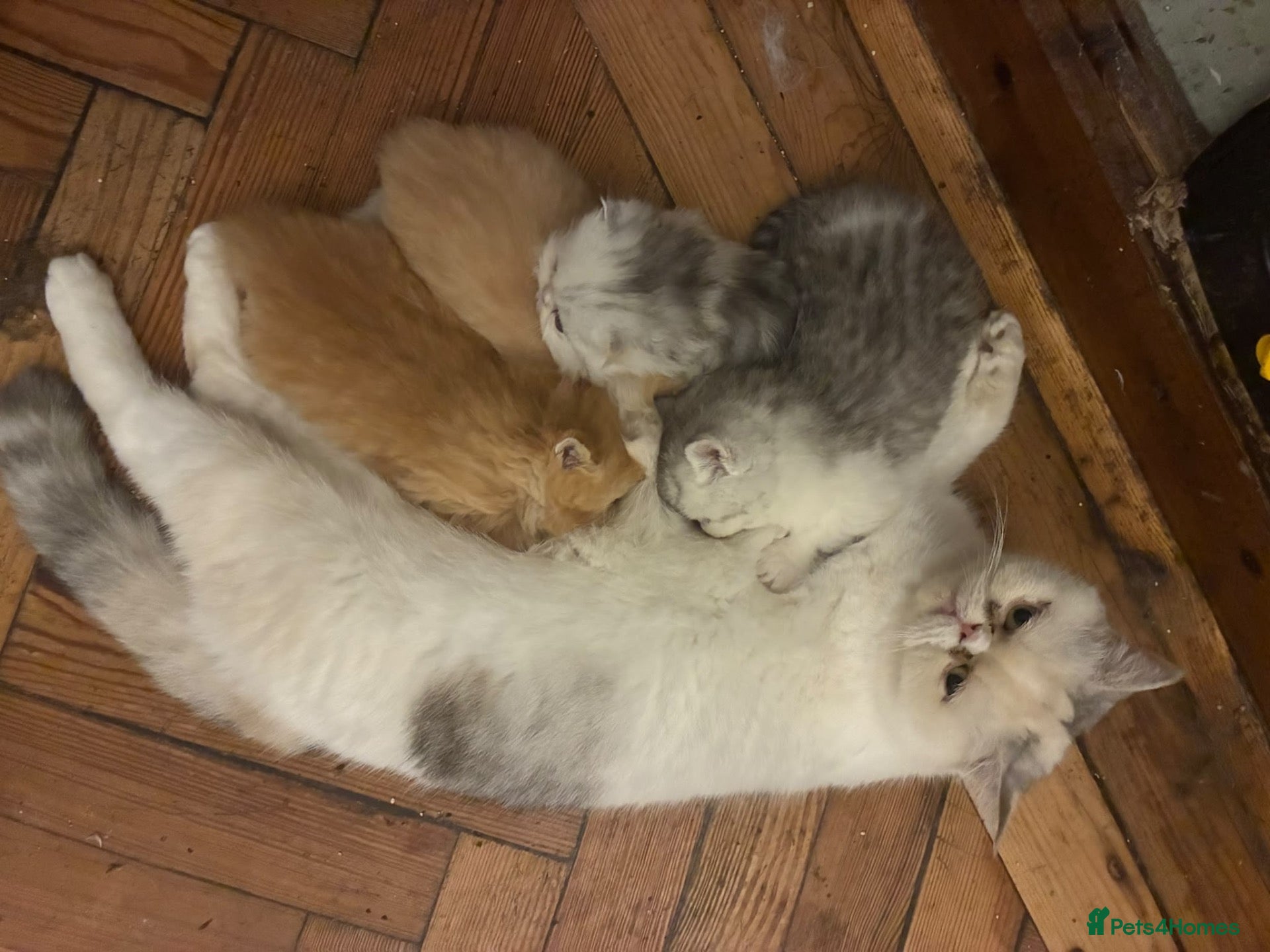 Exotic cats for sale: Beautiful Exotic kittens for sale  - Advert 1