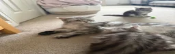 Maine Coon cats for sale: Last Beautiful Maine Coon Kitten Ready Now 🐾 - Advert 8