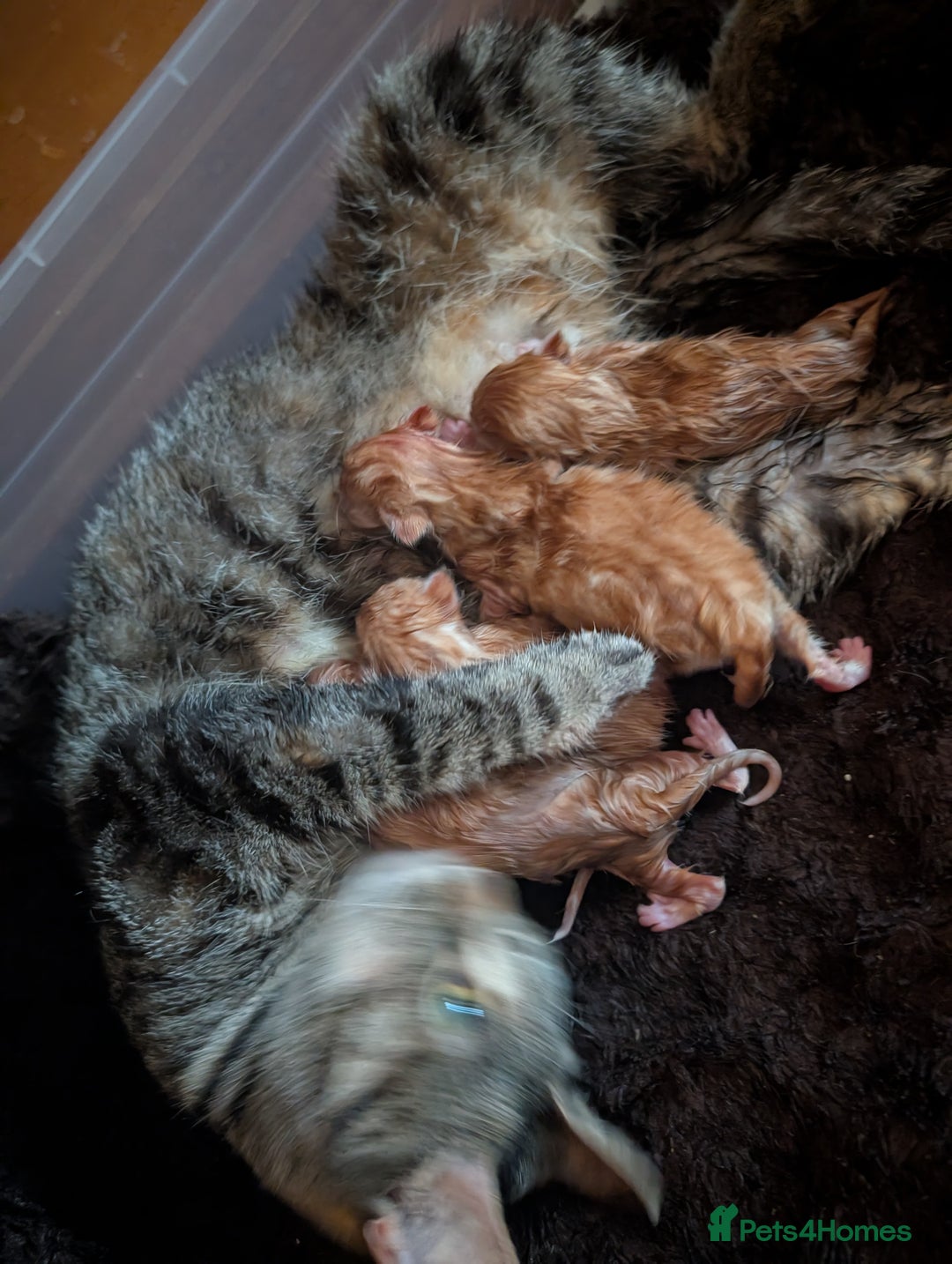 Mixed Breed cats for sale: 4 Beautiful Ginger Kittens - Advert 7