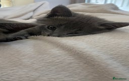 Mixed Breed cats for sale: 3 2 month old TORTIE x BRITISH SHORTHAIR KITTENS - Image 9