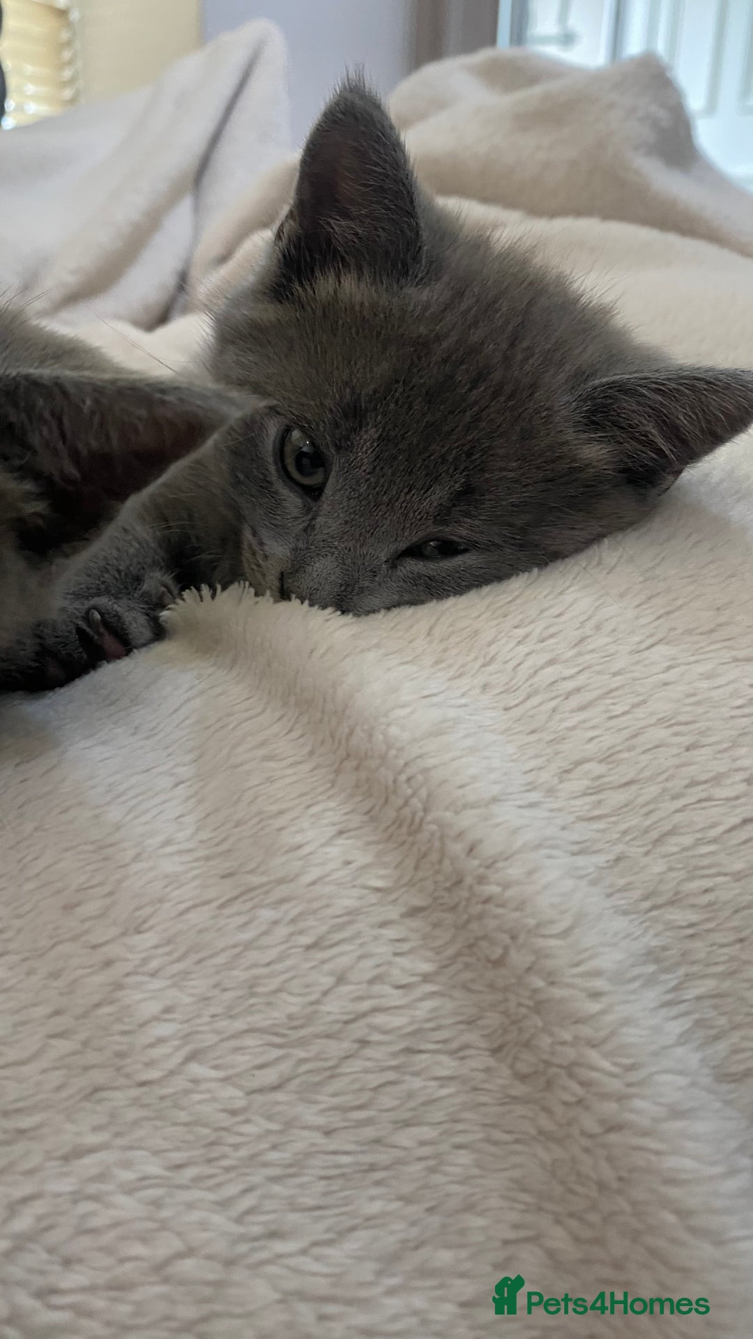 Mixed Breed cats for sale: 3 2 month old TORTIE x BRITISH SHORTHAIR KITTENS - Image 9