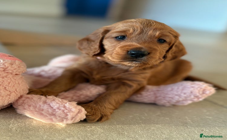 Cockapoo dogs - Advert 14