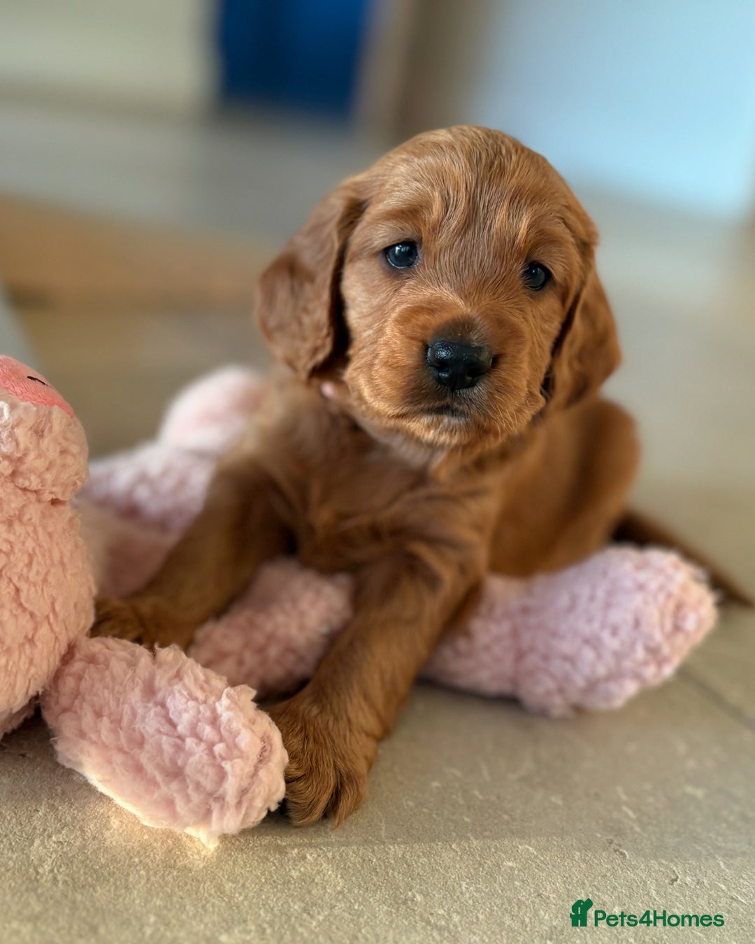 Cockapoo dogs for sale: 2 Red/Brown cockapoo puppies  - Image 1