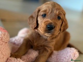 Cockapoo dogs - Advert 1