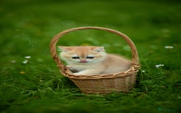 British Shorthair cats for sale: 🔥Exceptional GCCF pedigree golden BSH - Image 27