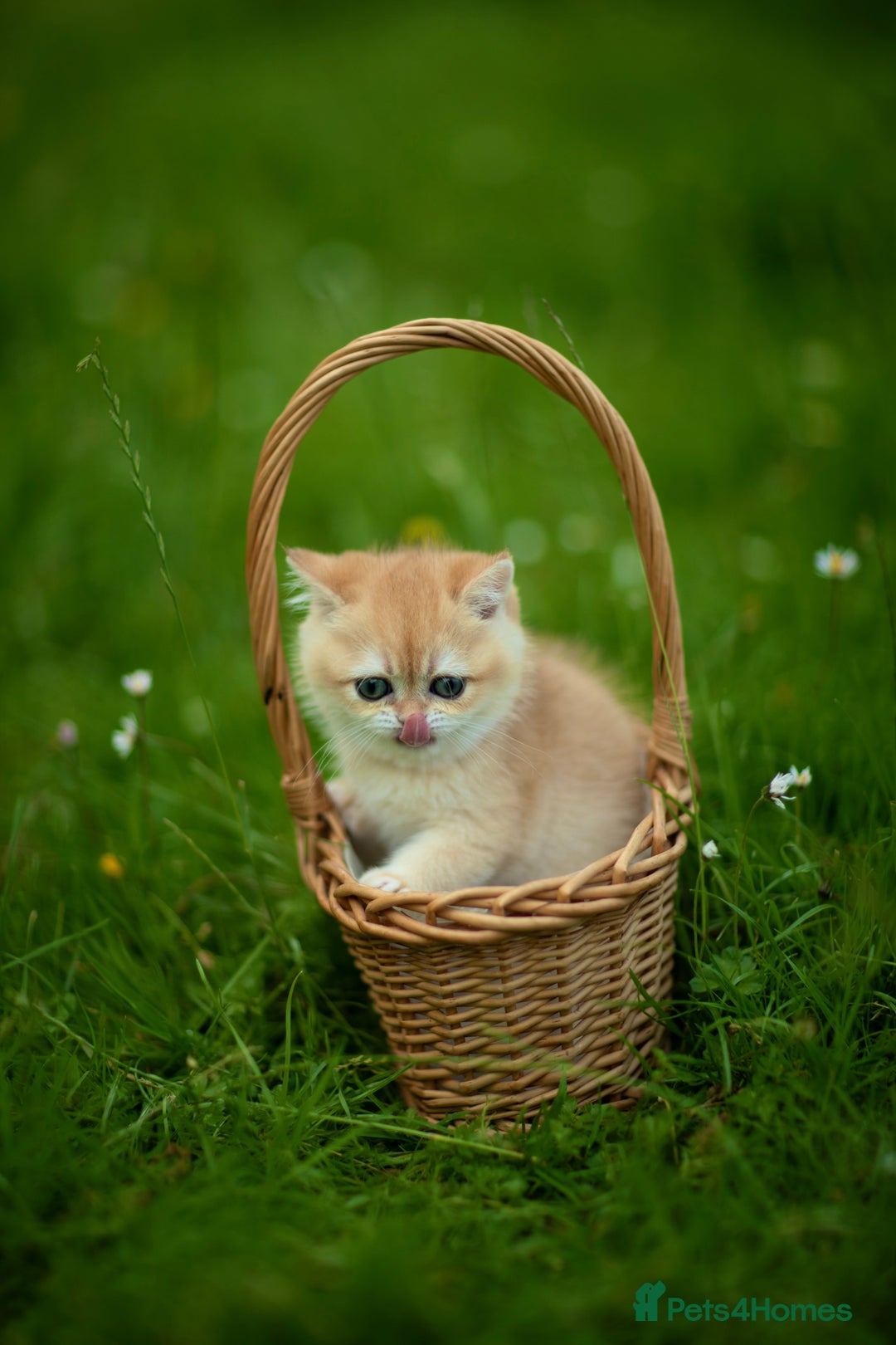 British Shorthair cats for sale: 🔥Exceptional GCCF pedigree golden BSH - Image 27