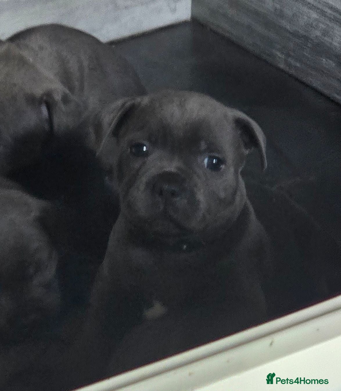 Staffordshire Bull Terrier dogs Stunning KC reg SBT BLUE PUPS - Advert 2